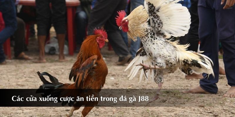 Các cửa xuống cược ăn tiền dành cho người chơi