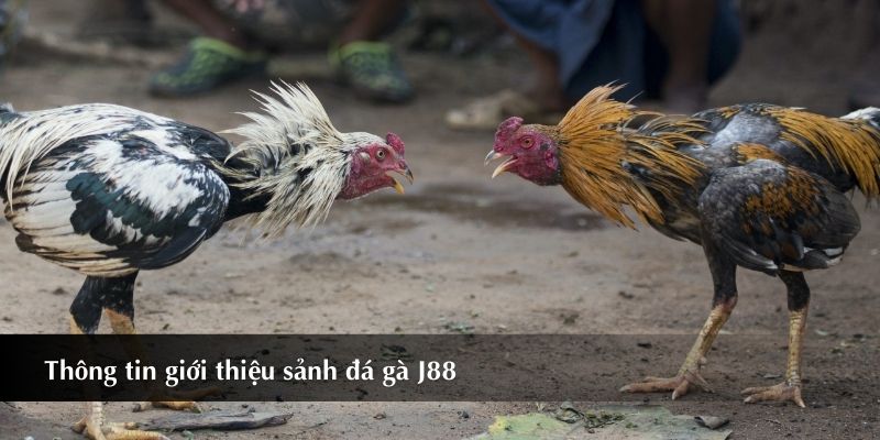 Thông tin giới thiệu sảnh đá gà J88